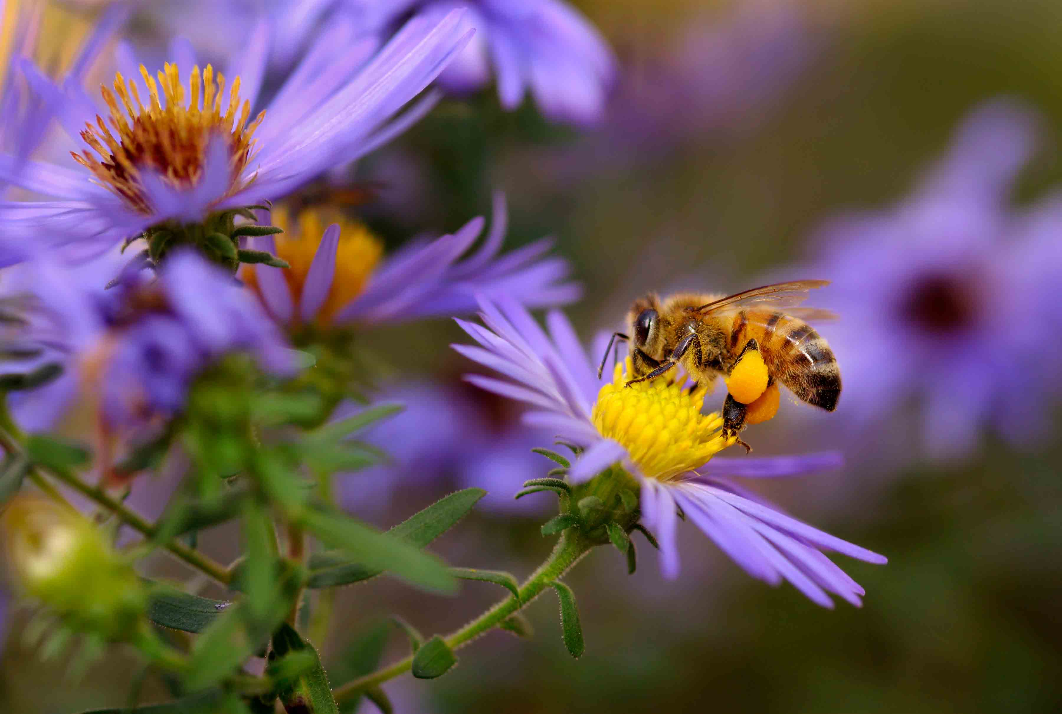 bee on flower